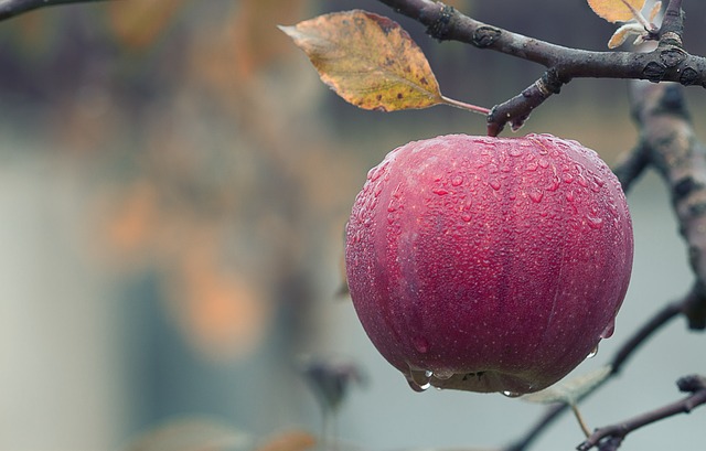 Przechowywanie Moreli w Chłodni: Kluczowe Zalety i Metody Utrzymania Świeżości Owoców